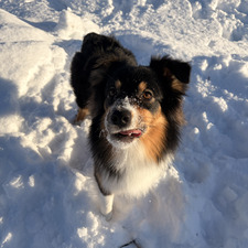 Aurora Sofie Sjaastad