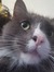 Oliver