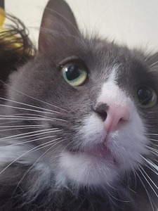 Oliver