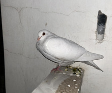 Yaarub