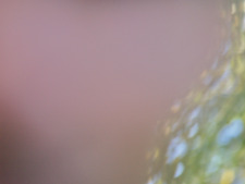 Virgen