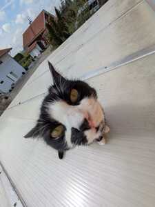 Luzi
