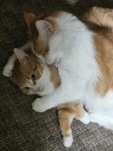 Viktor