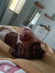 Celia