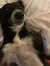Skyepie1
