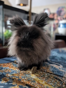 Sabrina