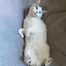 Simi