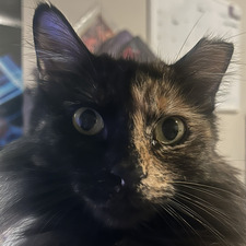 Meg