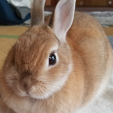 Hanka