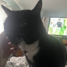 Ady