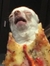 Devin