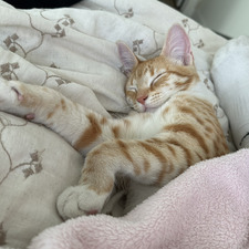 Mia