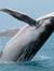 Whale (...