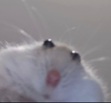 fluffbunnyjosjos