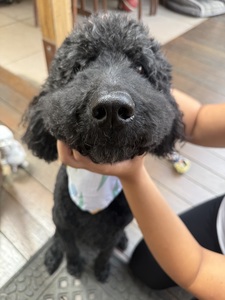 moki