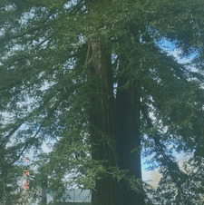 Olive 🎞️💗🌷📼📷⭐️&#