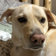 Asya