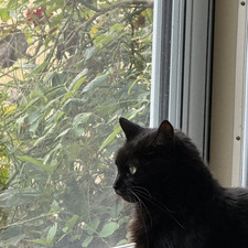 Chloe