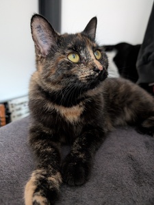 MomoReads