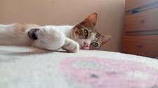 Sapito