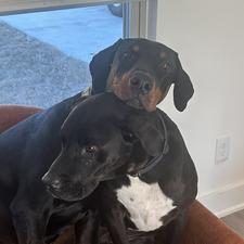 Allison Brown Weiser