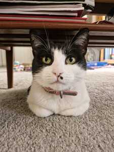 Katy
