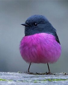 Fuzzykizir