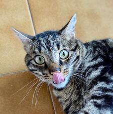 Saioa