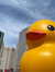 Judy