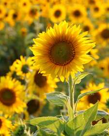 Genevieve
