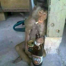 Singe