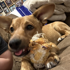 queenballs
