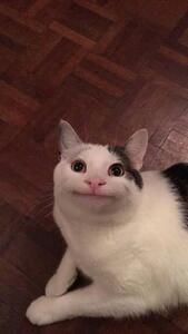 Narw