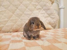 Natalya's Reading Corner (Becoming Renewed) 