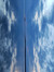 bluebird5