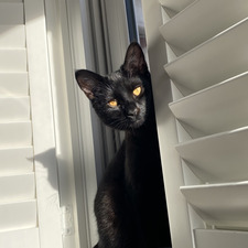 Calypso