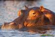Hippo