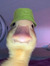 Eef