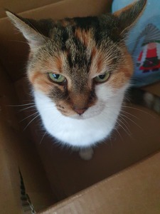 Zoe