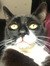 livia
