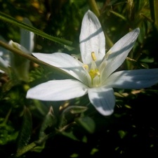 Fiorela