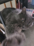 Ella
