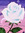 Chagathe_l