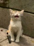 ED