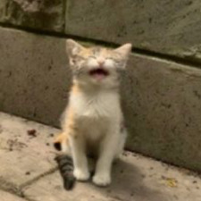 ED