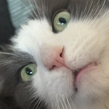 Caitlin