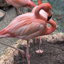 Prathiba Shanthakumar