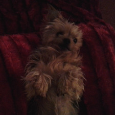 Molly