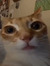 Yentl
