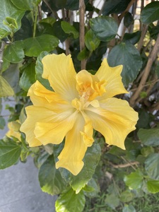 EtoileEtoile 